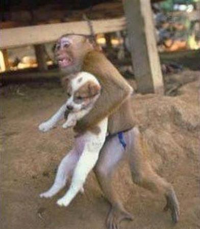 Monkey saving dog.jpg