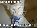 LOLcats Pactric stewart.jpg